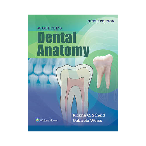 Woelfels Dental Anatomy